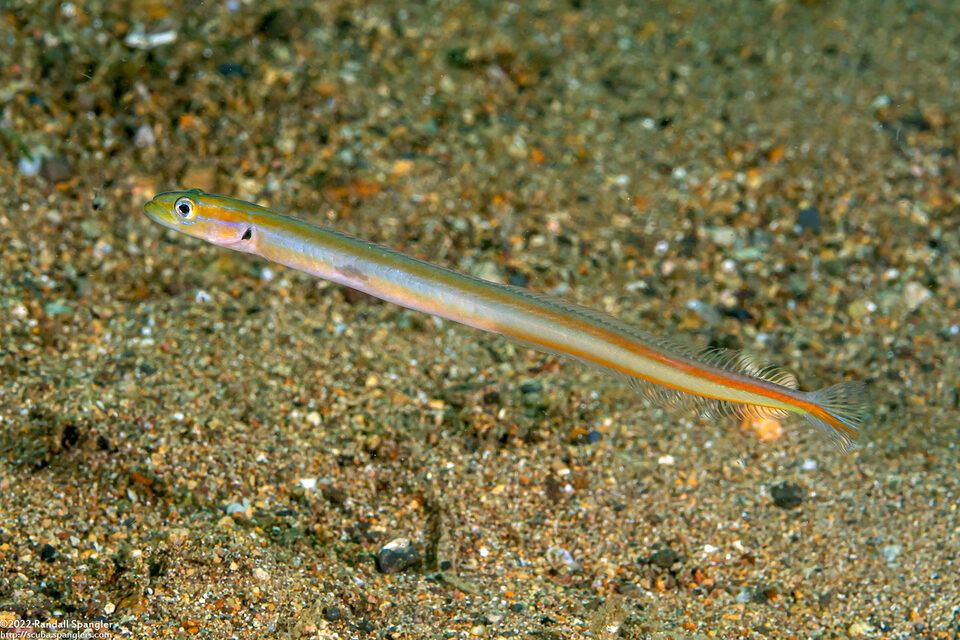 Gunnellichthys monostigma (Onespot Wormfish)