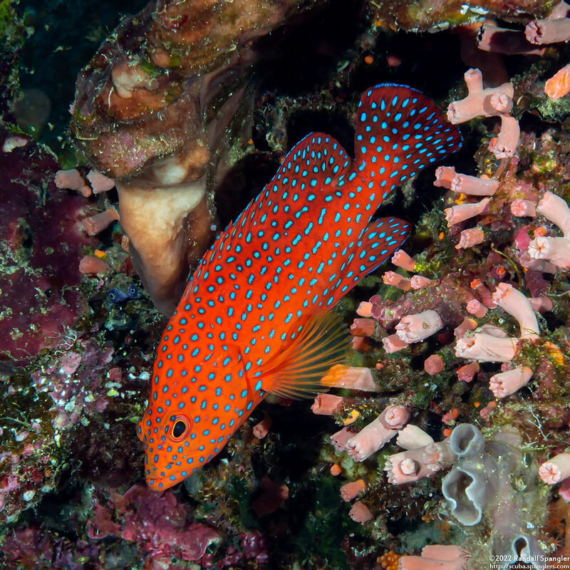 Cephalopholis miniata (Coral Grouper)