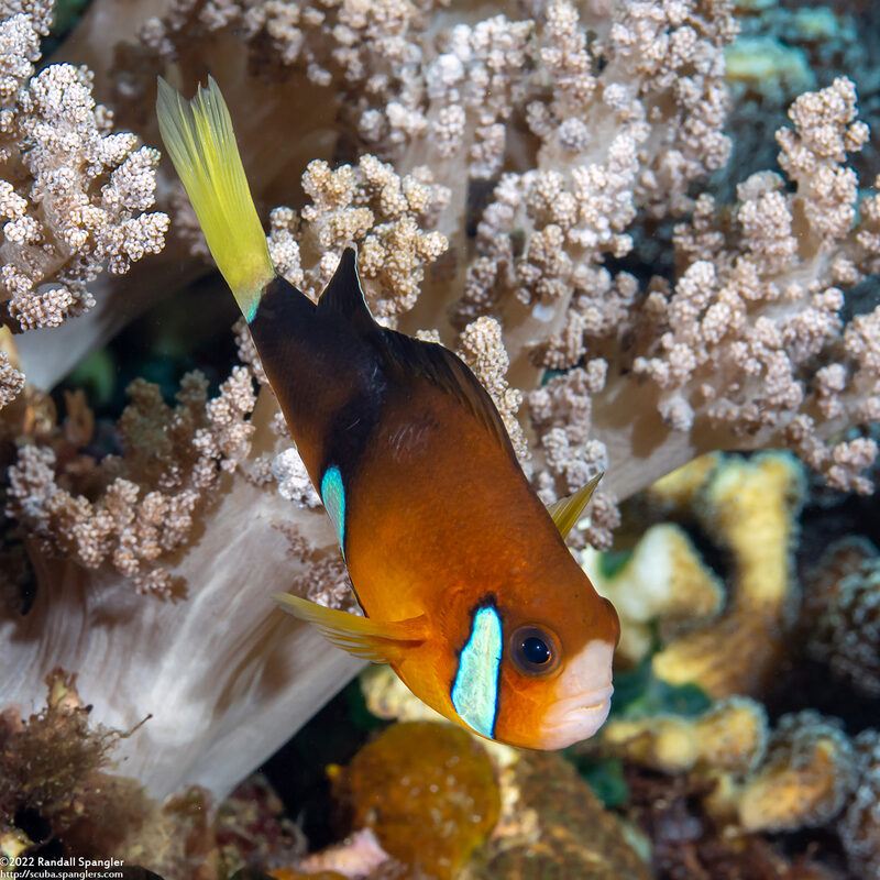 Amphiprion clarkii (Clark's Anemonefish); With incomplete bars