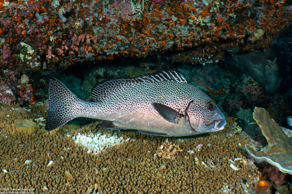 Plectorhinchus picus (Dotted Sweetlips)
