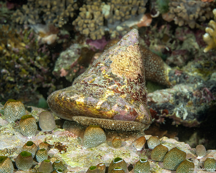 Rochia nilotica (Commercial Top Snail)