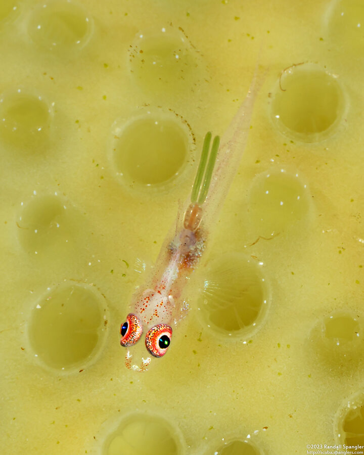Bryaninops erythrops (Translucent Coral Goby); With parasitic isopod