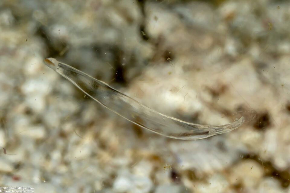 Sagittidae sp.1 (Arrow Worm)