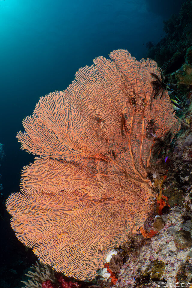 Annella mollis (Giant Sea Fan)