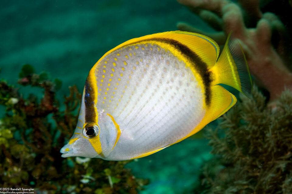 Chaetodon selene (Yellow-Dotted Butterflyfish)