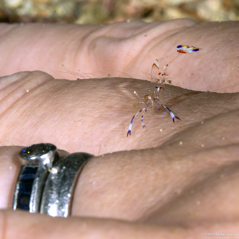Ancylomenes holthuisi (Holthuis' Anemone Shrimp); Shrimp giving my wife a manicure