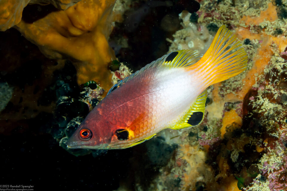 Bodianus axillaris (Axilspot Hogfish)