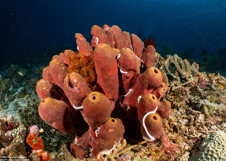 Theonella swinhoei (Brown Tube Sponge)