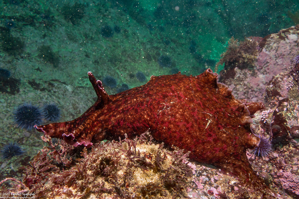 Aplysia californica (Brown Sea Hare)