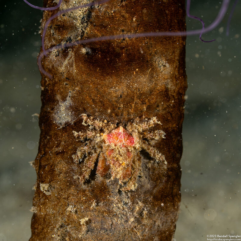 Scyra acutifrons (Sharpnose Crab); Small juvenile on tube-dwelling anemone