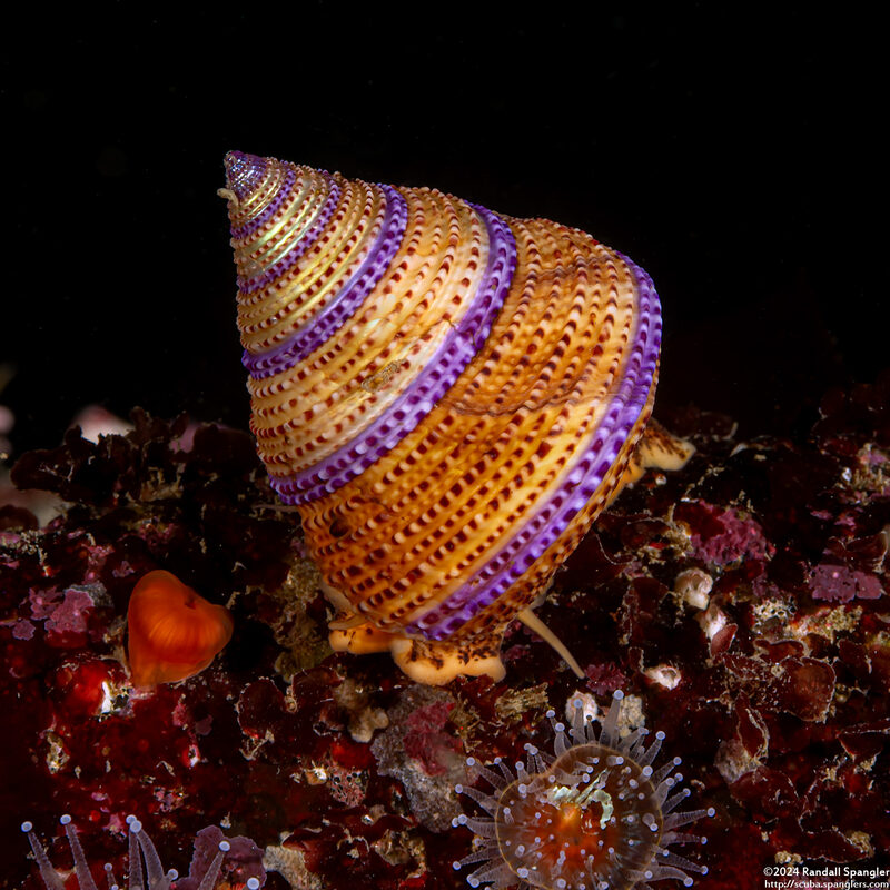 Calliostoma annulatum (Blue-Ring Top Snail)