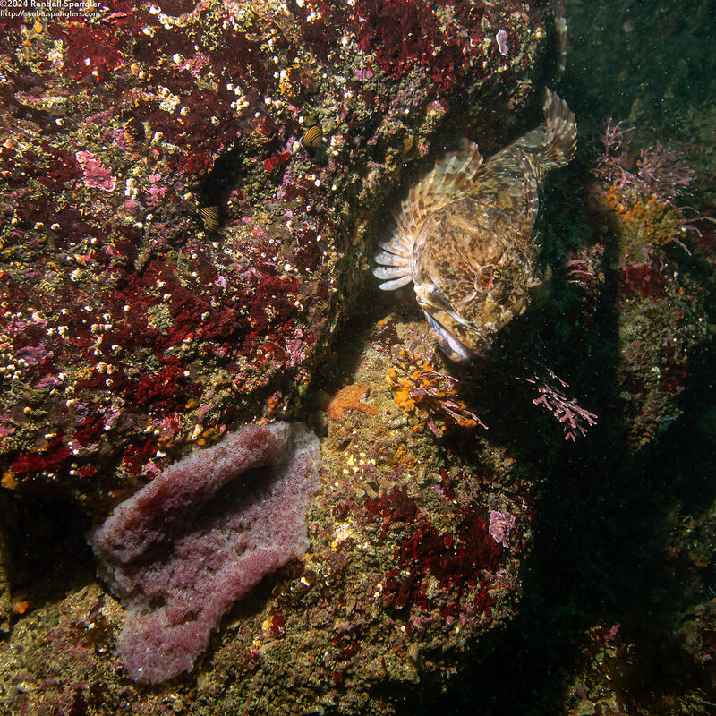 Scorpaenichthys marmoratus (Cabezon); With eggs to lower left