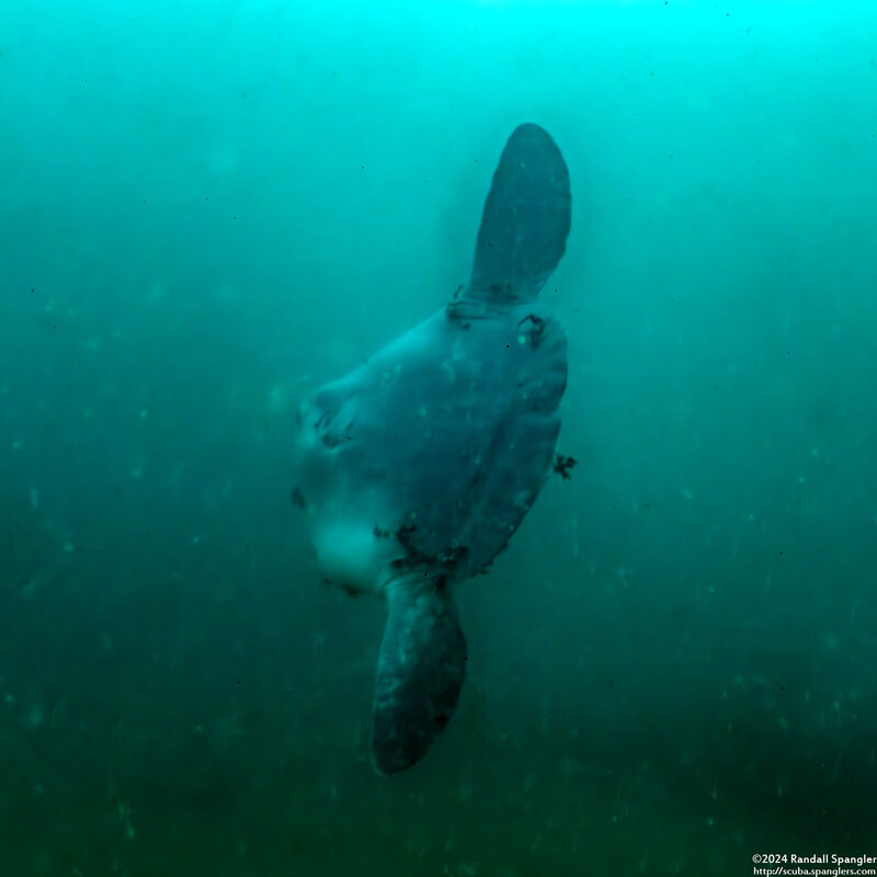 Mola mola (Ocean Sunfish)