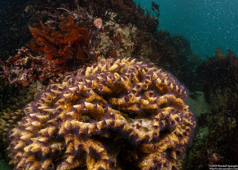 Phragmatopoma californica (Sandcastle Worm)