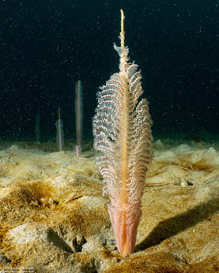 Stylatula elongata (White Sea Pen)