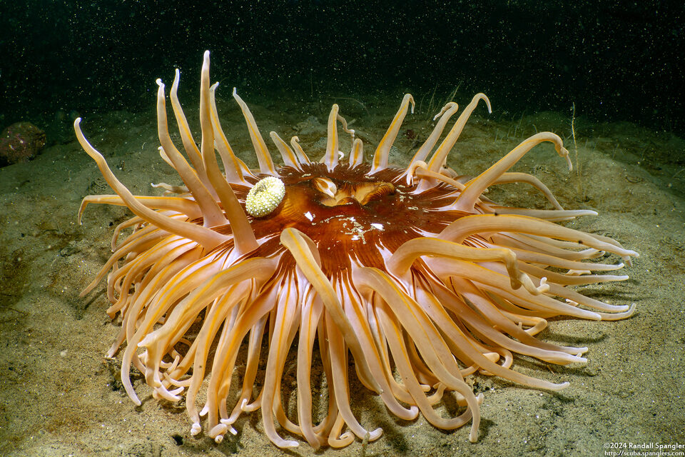 Urticina columbiana (Sand-Rose Anemone)