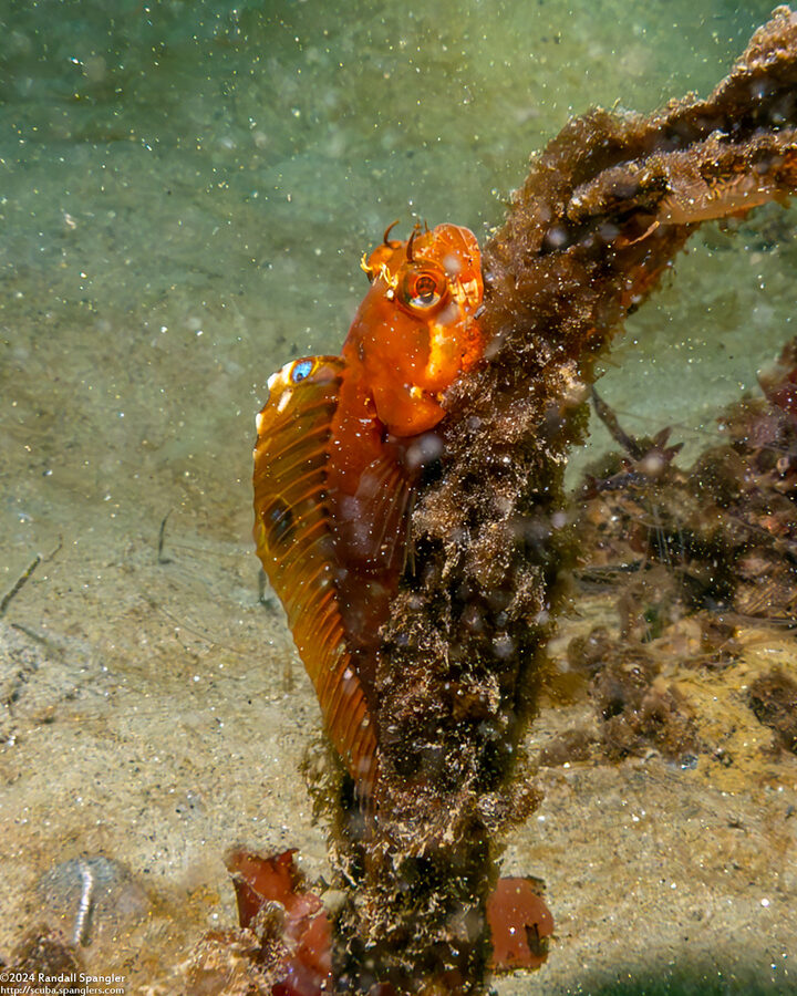 Neoclinus blanchardi (Sarcastic Fringehead)