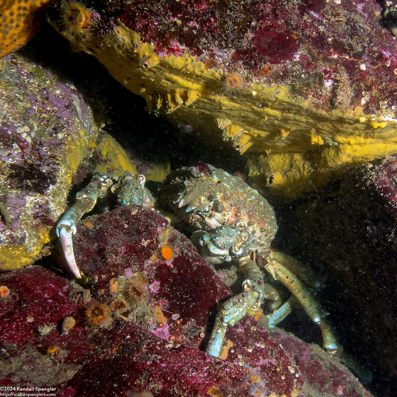 Loxorhynchus grandis (Sheep Crab)