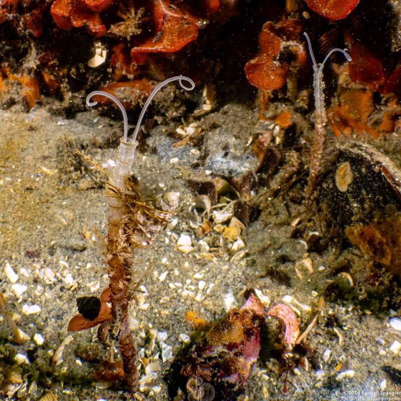 Chaetopteridae sp.1 (Jointed Tubeworm)