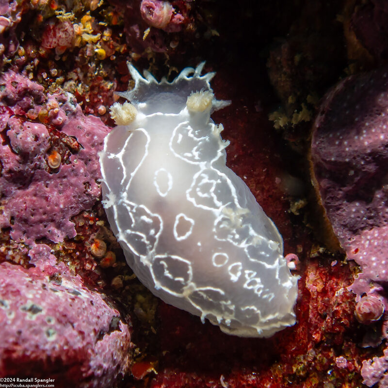 Tritonia festiva (Diamondback Tritonia)