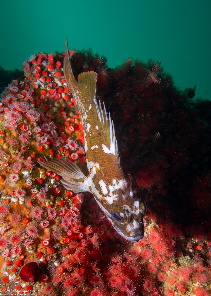 Sebastes carnatus (Gopher Rockfish)