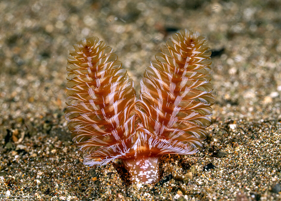 Phoronopsis harmeri (Harmer's Horseshoe Worm)