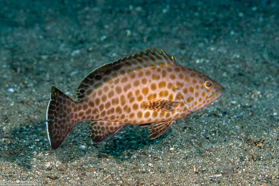 Epinephelus areolatus (Areolate Grouper)