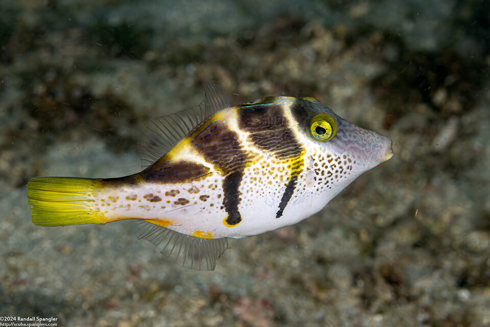 Paraluteres prionurus (Mimic Filefish)