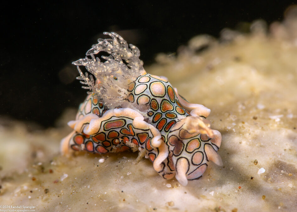 Sagaminopteron psychedelicum (Psychedelic Batwing Slug)