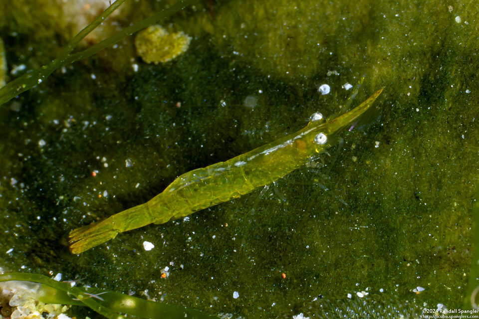 Latreutes pymoeus (Bignose Seagrass Shrimp)