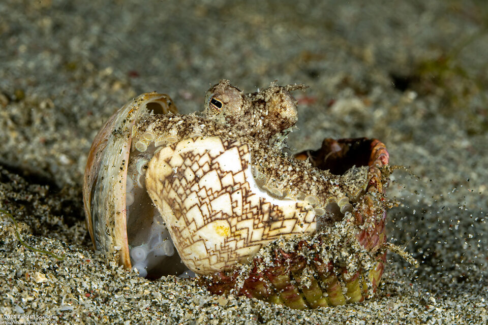 Amphioctopus marginatus (Coconut Octopus)