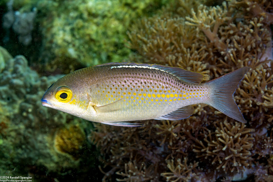 Scolopsis ciliata (Whitestreak Monocle Bream)