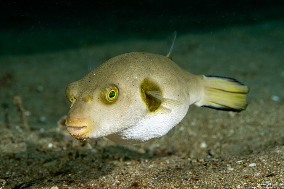 Arothron immaculatus (Immaculate Puffer)