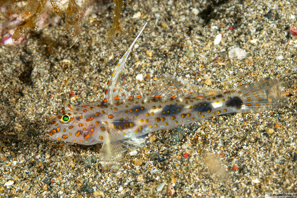 Fusigobius inframaculatus (Blotched Sandgoby)