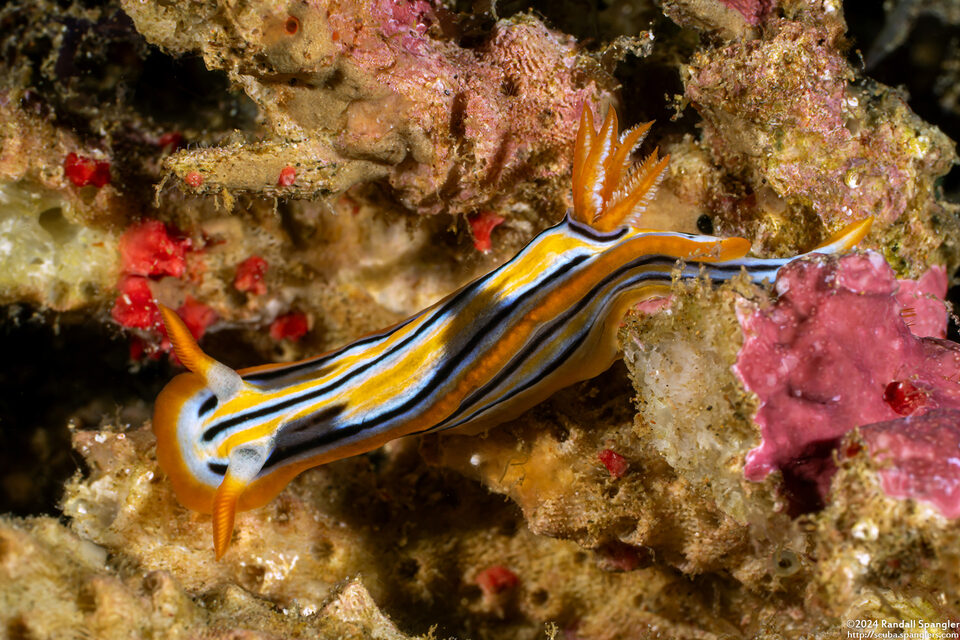 Chromodoris cf. strigata (White-Yellow Chromodoris)