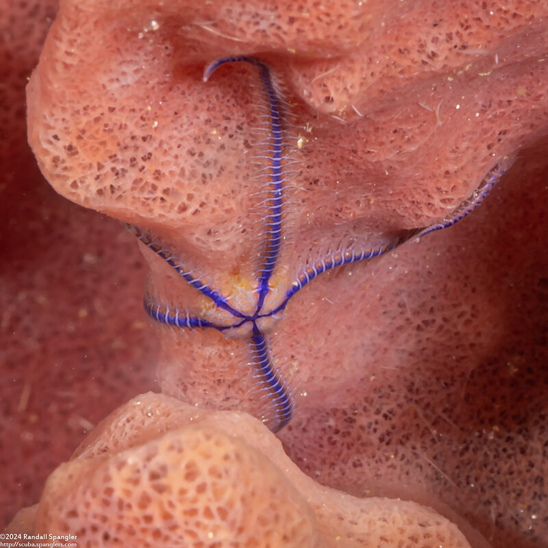 Macrophiothrix nereidina (Sea Nymph Brittle Star)