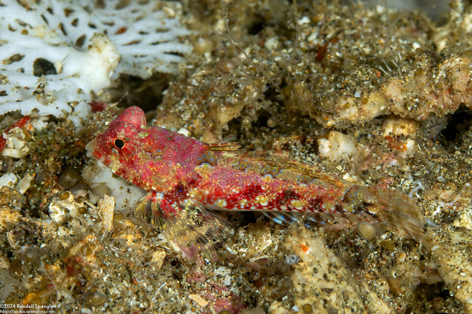 Synchiropus bartelsi (Bartels' Dragonet)