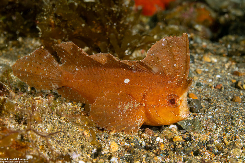 Ablabys taenianotus (Cockatoo Waspfish)