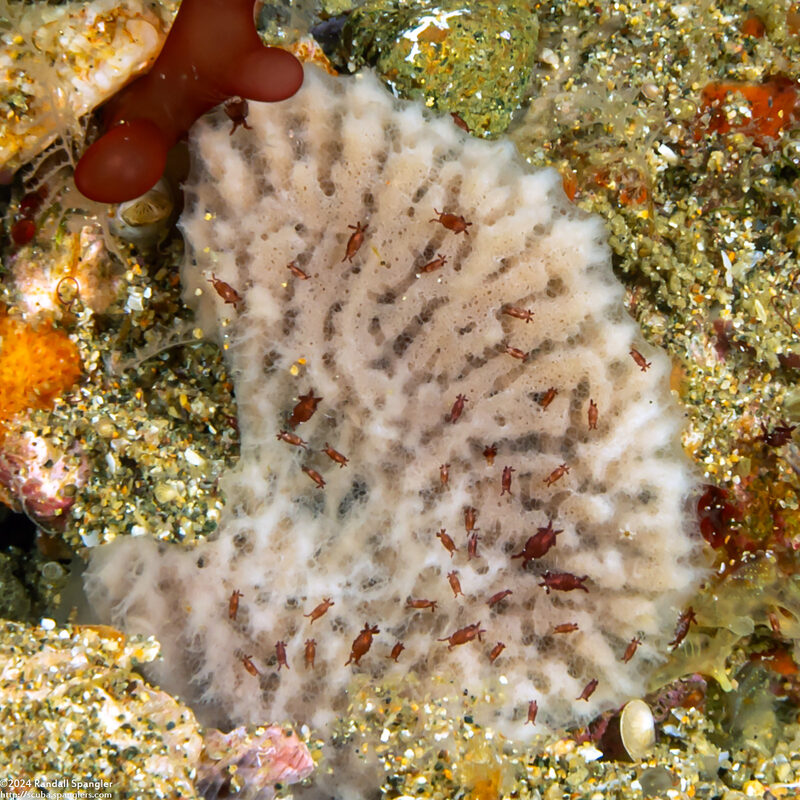 Santia sp.1 (Sponge Isopod)