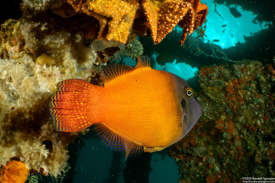 Pervagor melanocephalus (Blackheaded Filefish)