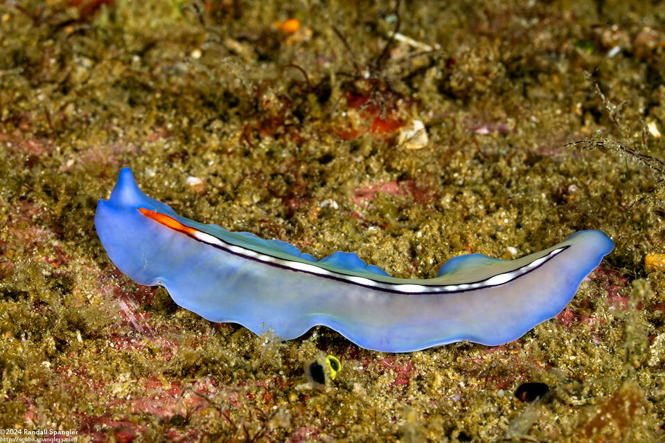 Pseudoceros liparus (Racing Stripe Flatworm)