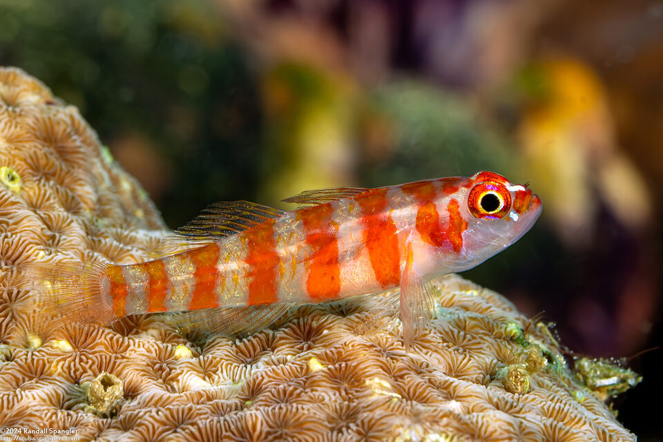 Trimma cana (Candycane Pygmygoby)