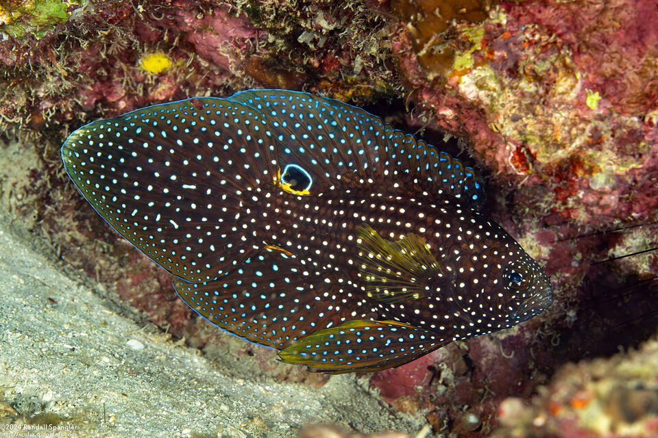 Calloplesiops altivelis (Comet Longfin)