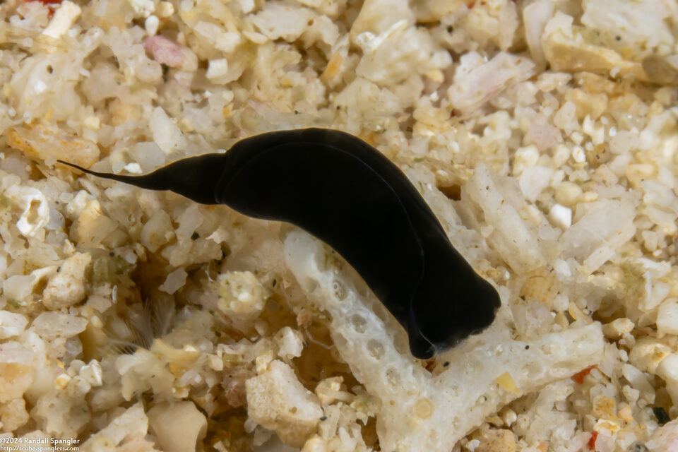 Mariaglaja tsurugensis (Black Chelidonura)