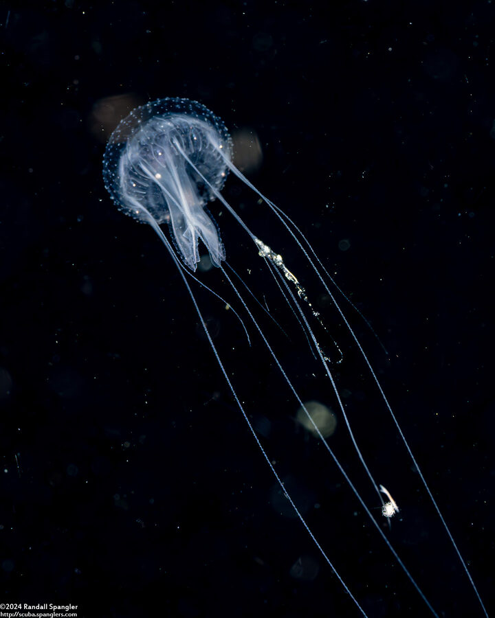 Pelagia noctiluca (Luminescent Jellyfish)