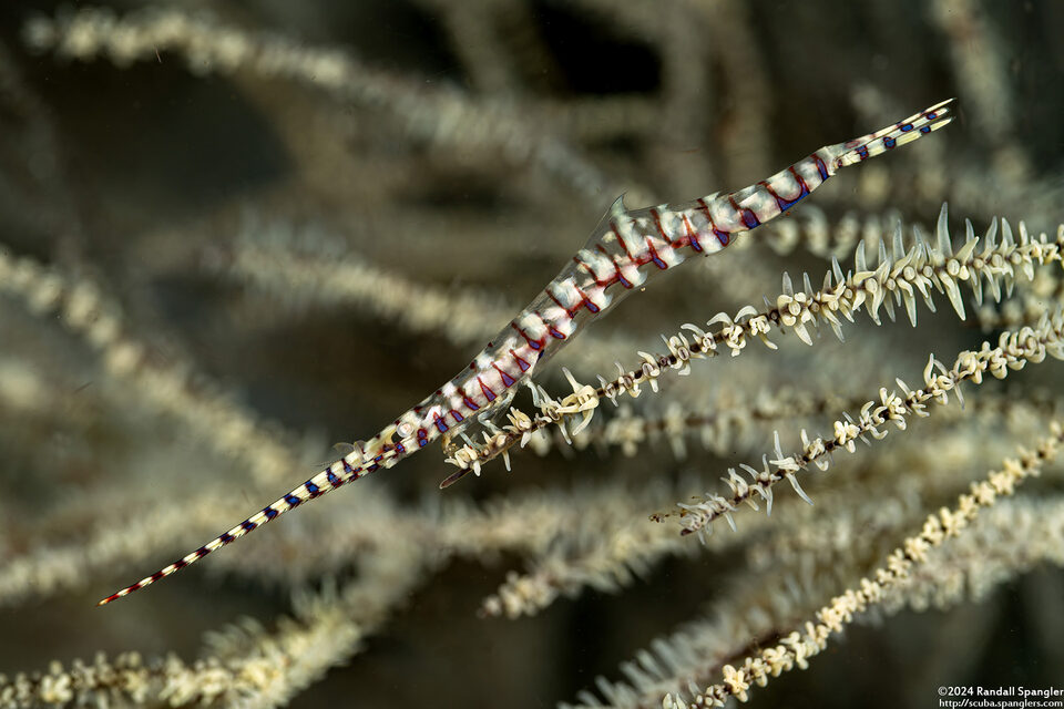 Tozeuma armatum (Banded Tozeuma Shrimp)