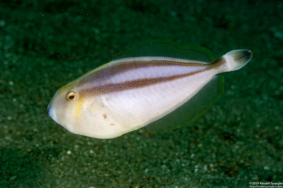 Pseudalutarius nasicornis (Rhino Filefish)