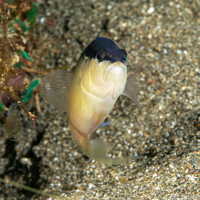 Pseudochromis perspicillatus (Blackstripe Dottyback)