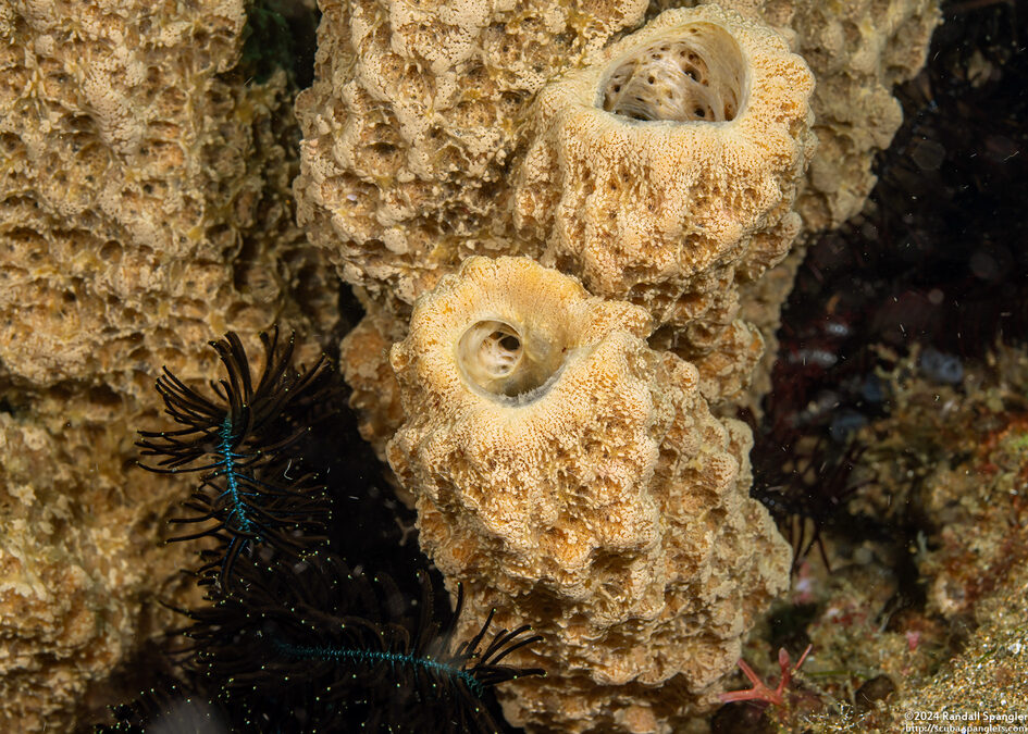 Liosina granularis (Lumpy Tube Sponge)