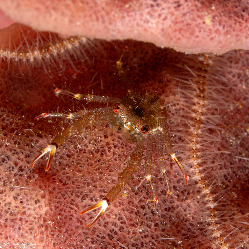Galathea tanegashimae (Pink Squat Lobster)